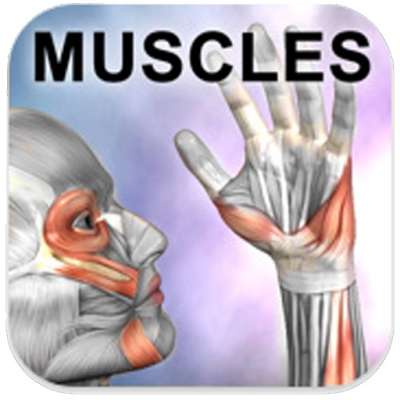 learn-muscle