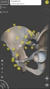 Skeleton | 3D Anatomy