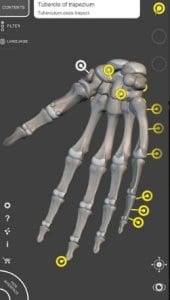 Skeleton | 3D Anatomy