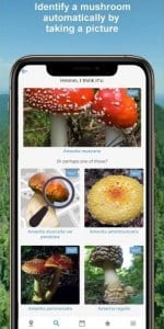 Mushroom Identify 1