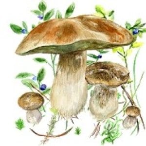 mushrooms app