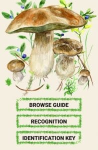 mushrooms app2