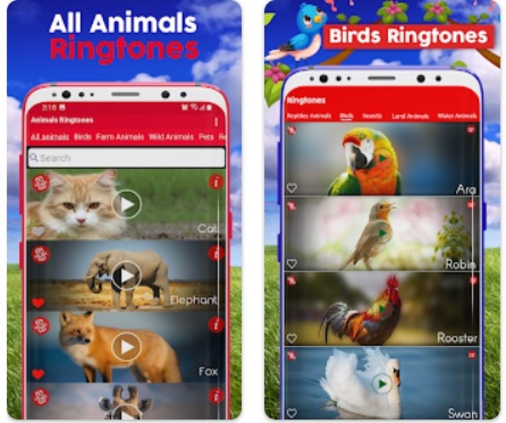 animals&birds1